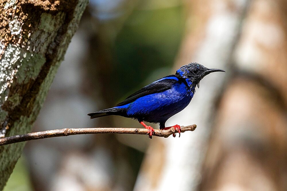 Adult red-legged honeycreeper (Cyanerpes cyaneus), Gamboa, Gatun Locks, Panama, Central America