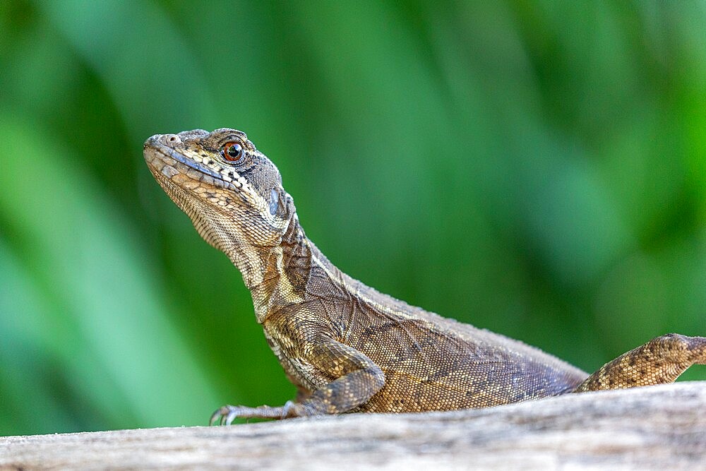 Adult female common basilisk (Basiliscus basiliscus), Coiba Island, Coiba National Park, Panama, Central America