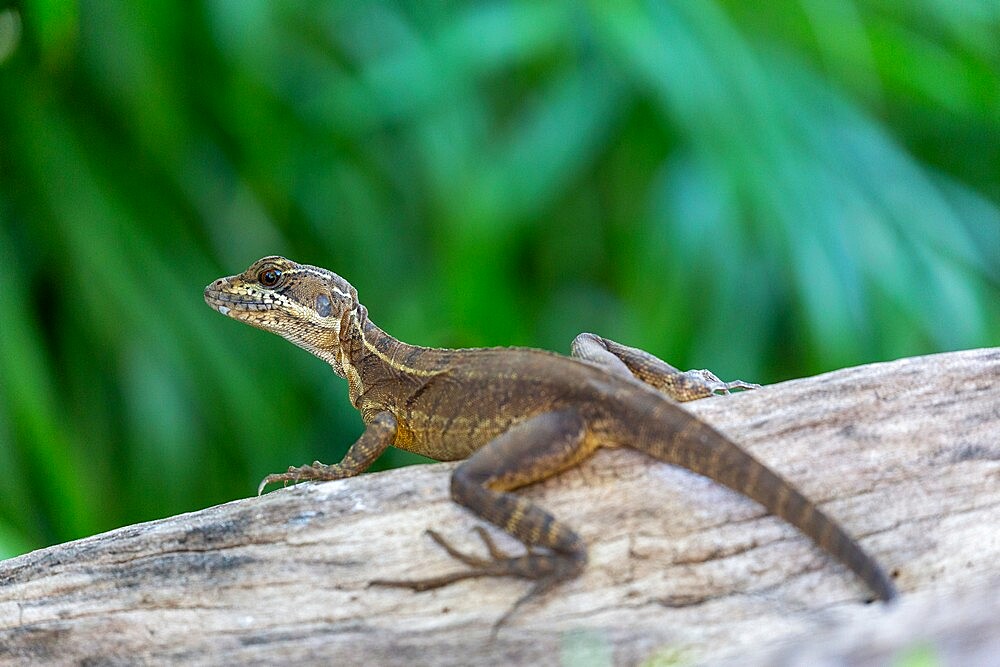 Adult female common basilisk (Basiliscus basiliscus), Coiba Island, Coiba National Park, Panama, Central America