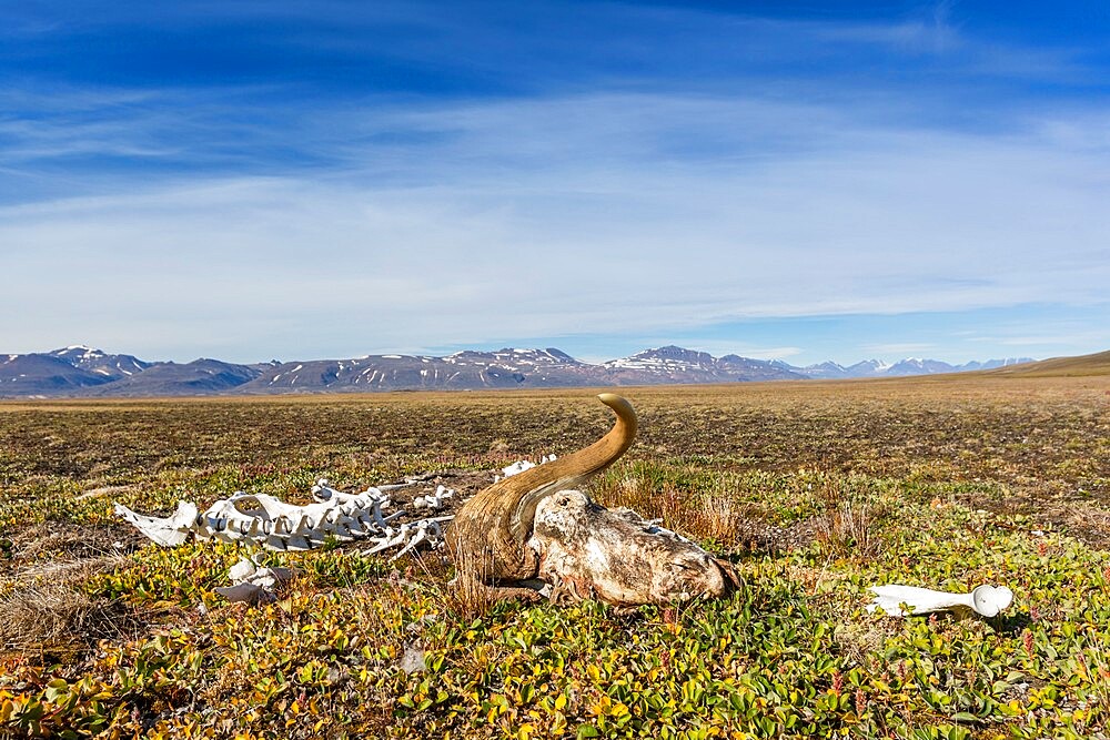 Mackenzie Bugt, Myggbukta, Greenland, Polar Regions