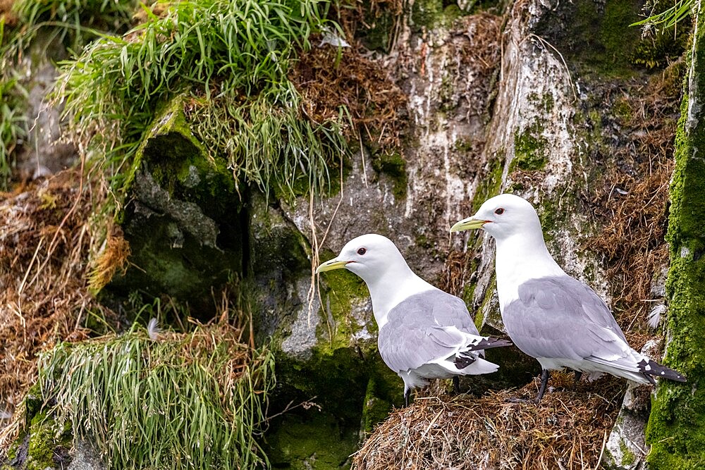 Black-legged kittiwake (Rissa tridactyla) pair on nest in McBride Inlet, Glacier Bay National Park, Alaska, United States of America, North America