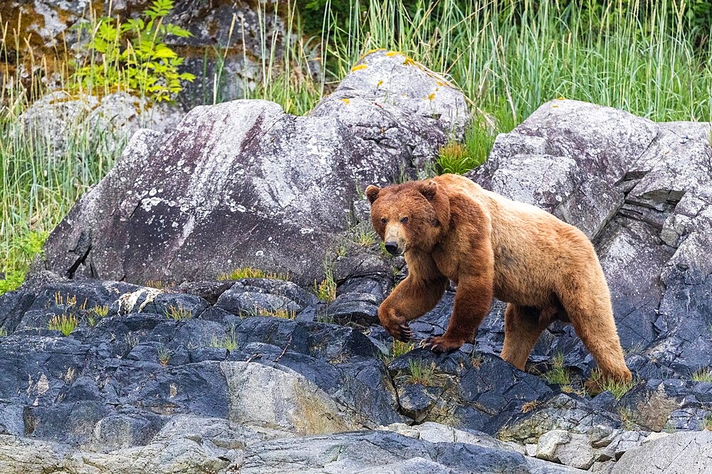 Adult brown bear (Ursus arctos), foraging at low tide in Glacier Bay National Park, Alaska, United States of America, North America