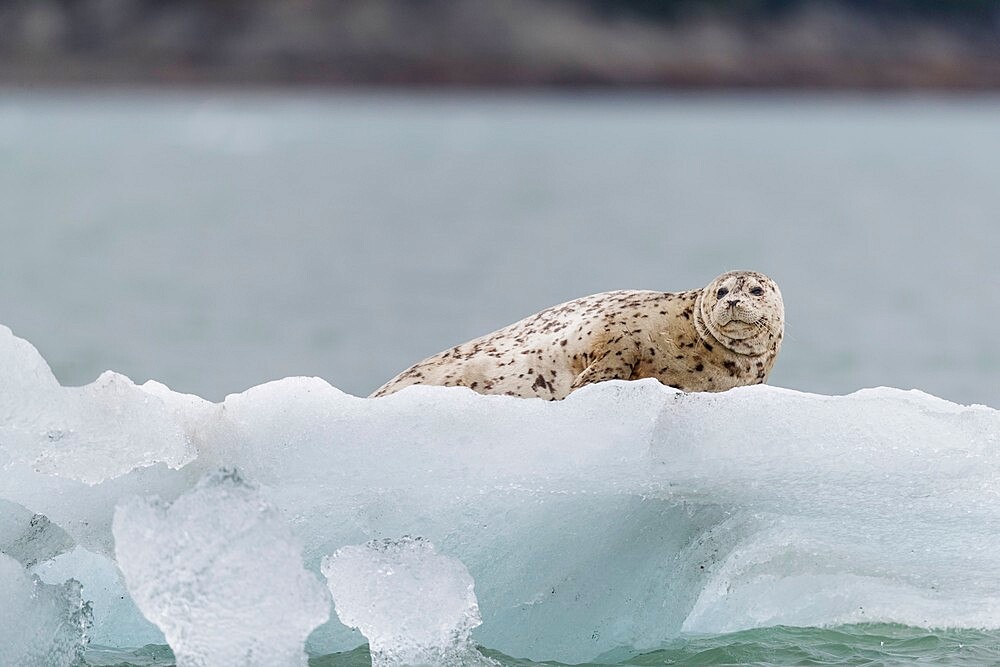 Adult harbor seal (Phoca vitulina) hauled out on ice in Glacier Bay National Park, Alaska, United States of America, North America