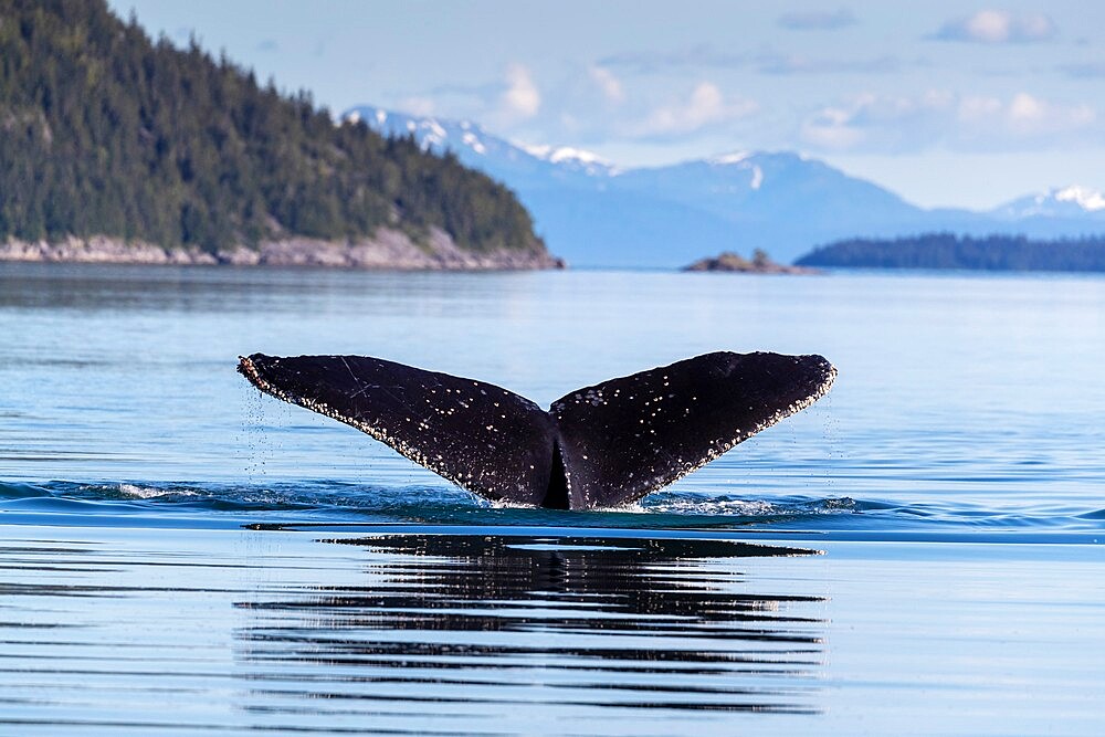 Adult humpback whale (Megaptera novaeangliae), flukes-up dive in Glacier Bay National Park, UNESCO World Heritage Site, Alaska, United States of America, North America