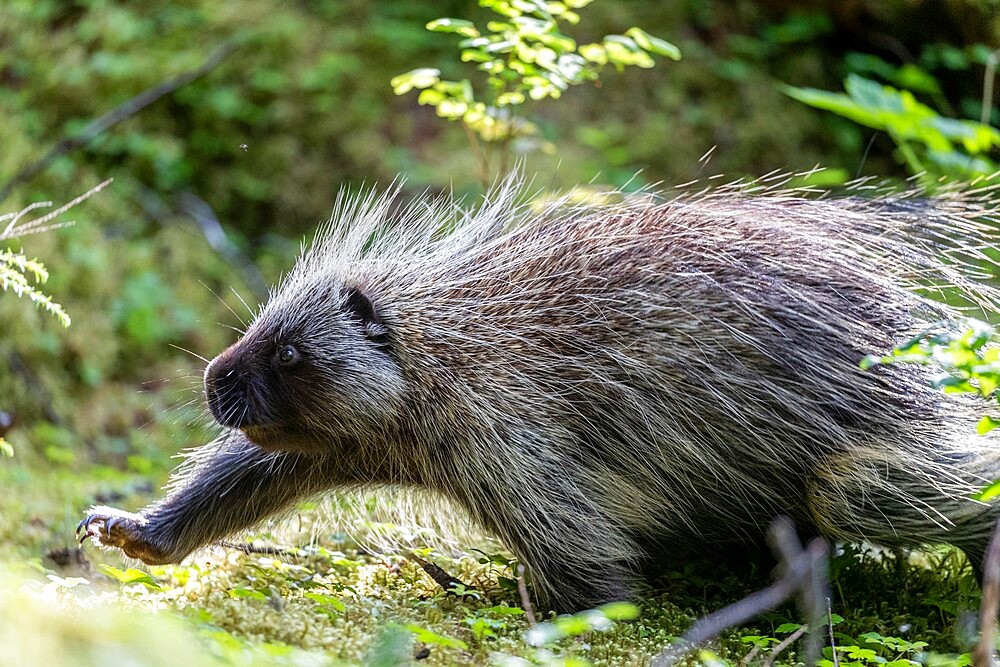 Adult North American porcupine (Erethizon dorsatum), running in Glacier Bay National Park, Alaska, United States of America, North America