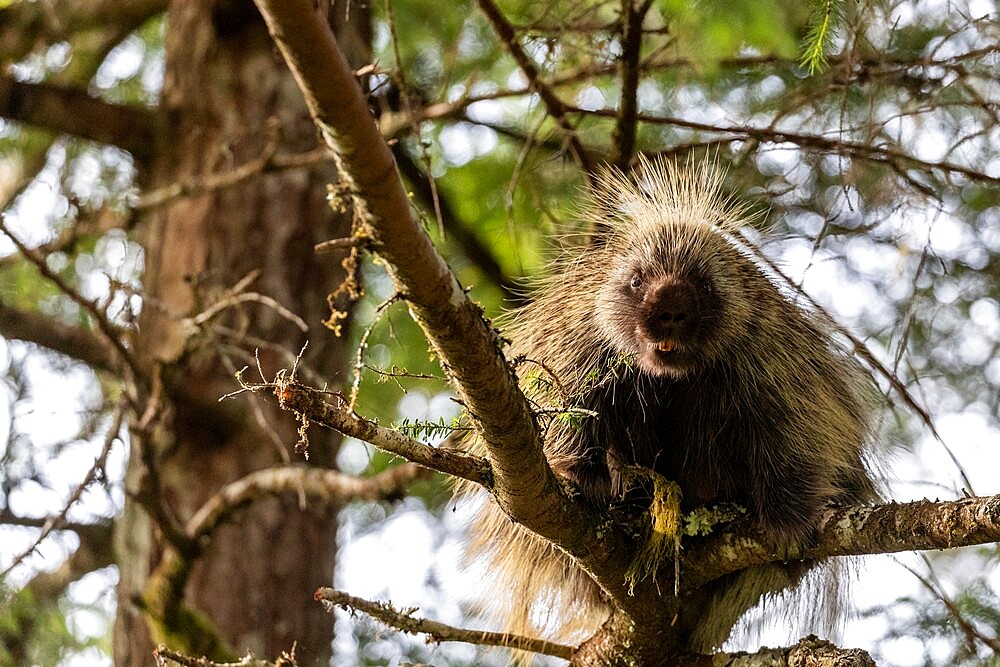 Adult North American porcupine (Erethizon dorsatum), climbing a tree, Glacier Bay National Park, Alaska, United States of America, North America