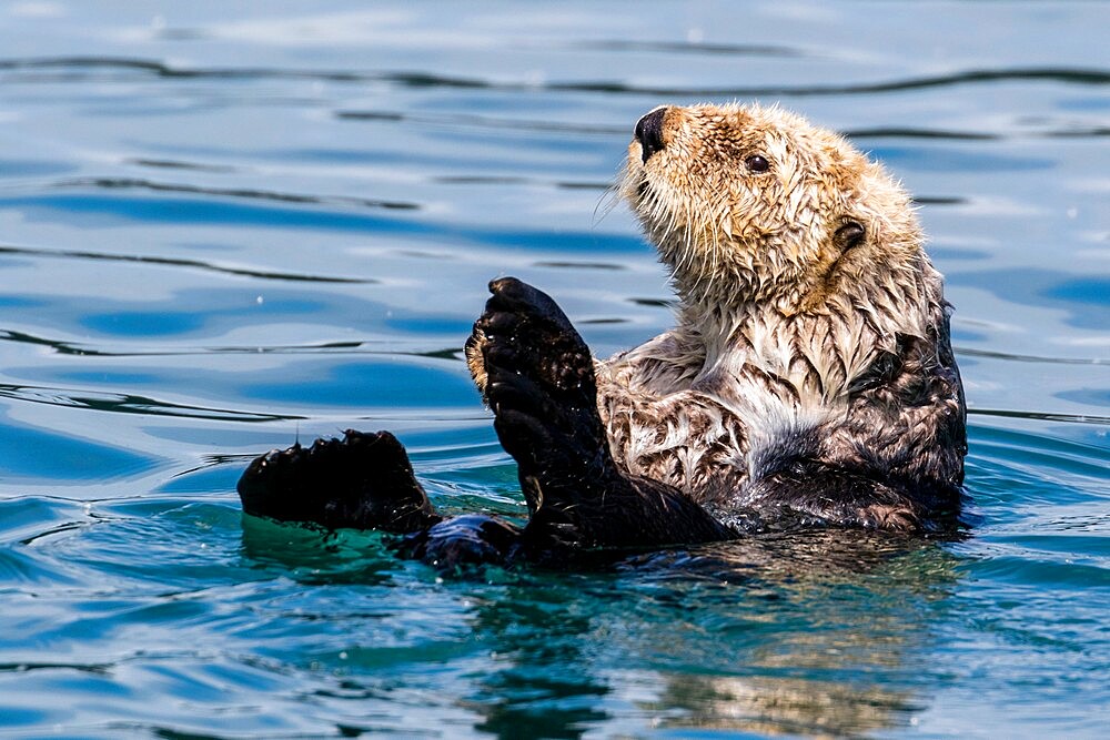 An adult sea otter (Enhydra lutris), swimming in Glacier Bay National Park, Southeast Alaska, United States of America, North America