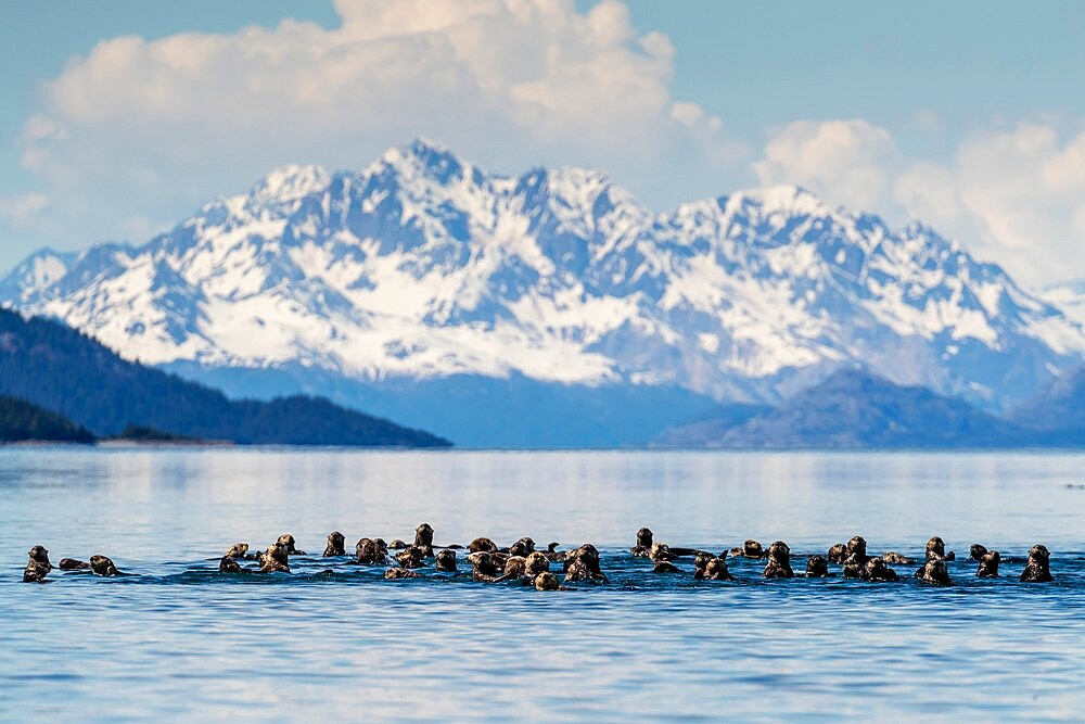 Sea otters (Enhydra lutris), in the Beardslee Island Group in Glacier Bay National Park, UNESCO World Heritage Site, Southeast Alaska, United States of America, North America