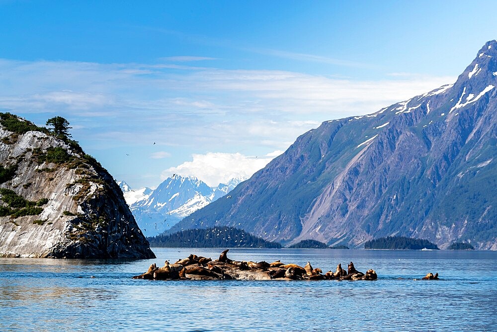 Steller sea lion (Eumetopias jubatus), haul out site, South Marble Islands, Glacier Bay National Park, UNESCO World Heritage Site, Alaska, United States of America, North America