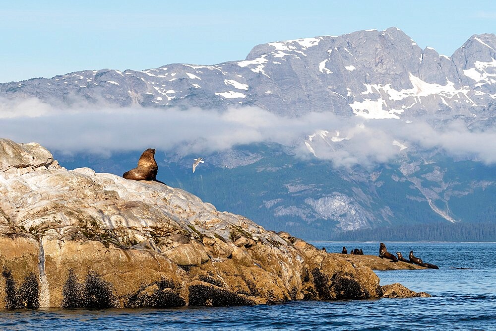 Steller sea lion (Eumetopias jubatus), haul out site, South Marble Islands, Glacier Bay National Park, UNESCO World Heritage Site, Alaska, United States of America, North America