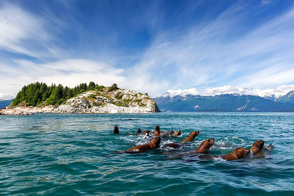 Curious Steller sea lions (Eumetopias jubatus), South Marble Islands, Glacier Bay National Park, UNESCO World Heritage Site, Alaska, United States of America, North America