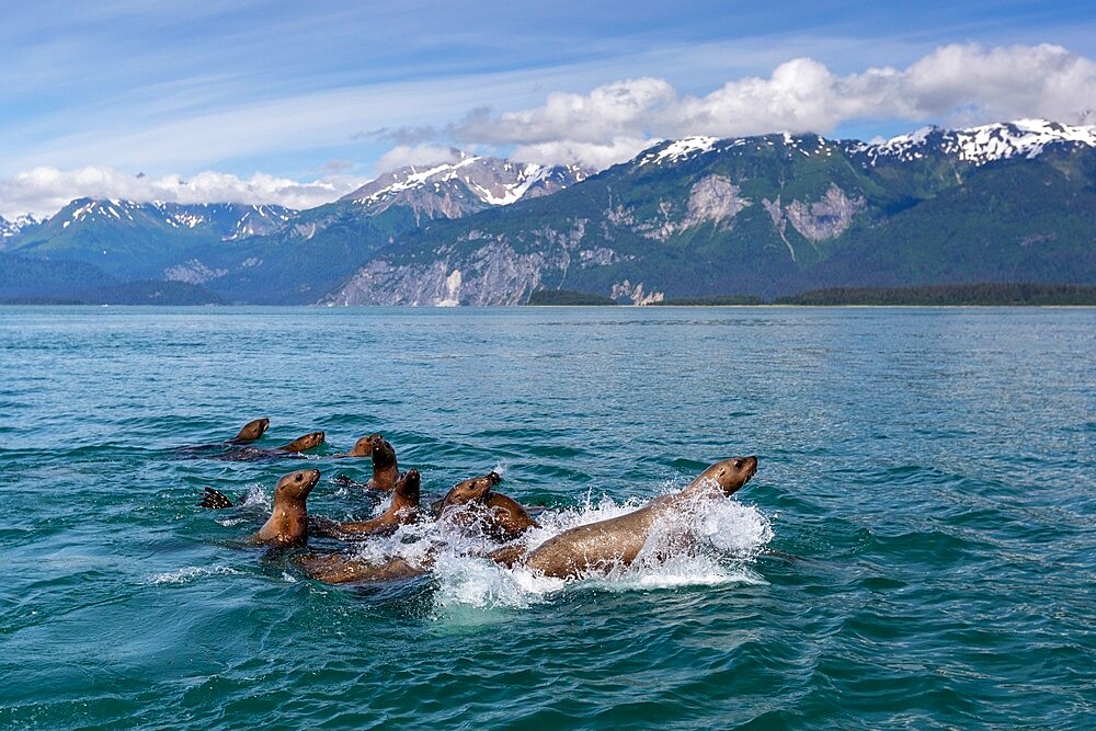 Curious Steller sea lions (Eumetopias jubatus), South Marble Islands, Glacier Bay National Park, UNESCO World Heritage Site, Alaska, United States of America, North America