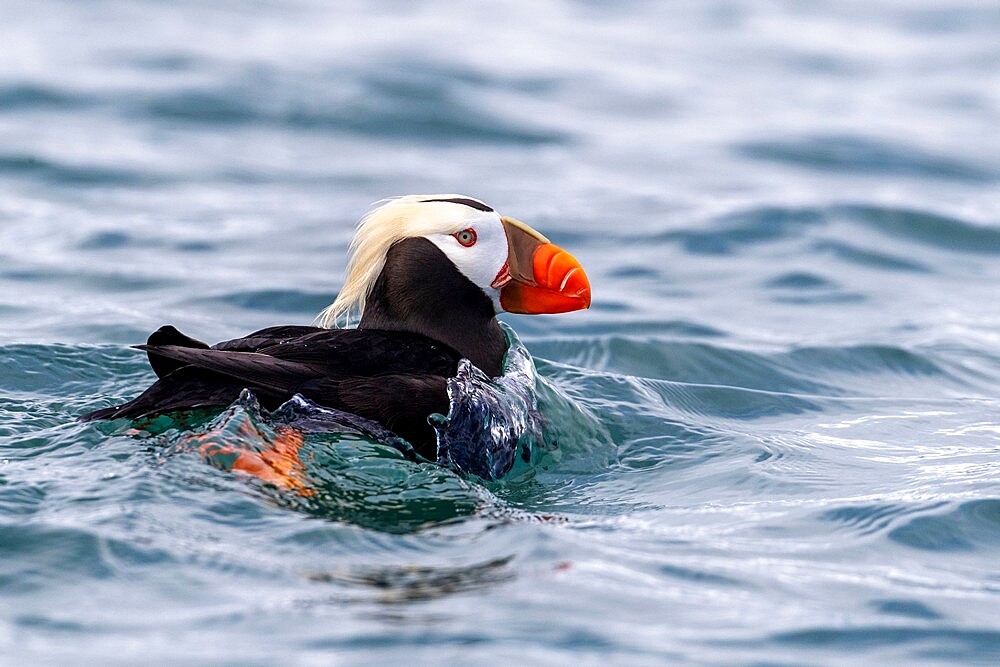 Tufted puffin (Fratercula cirrhata), breeding colony at South Marble Island, Glacier Bay National Park, Alaska, United States of America, North America