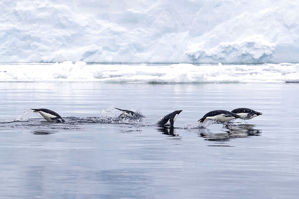 Adelie penguins (Pygoscelis adeliae), porpoising in the sea in Antarctic Sound, Trinity Peninsula, Antarctica, Polar Regions