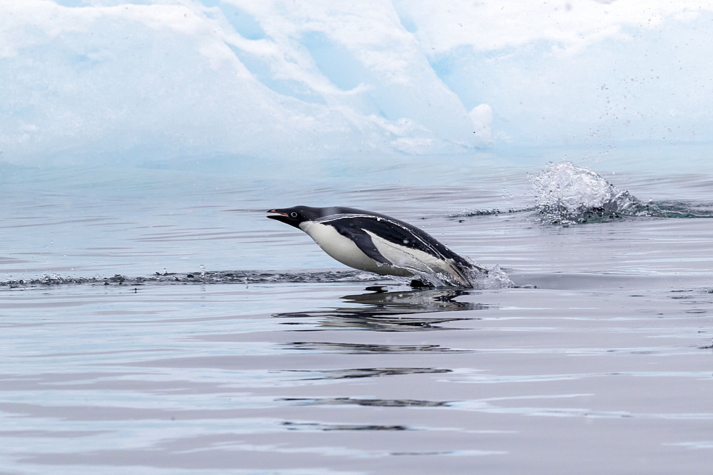 Adelie penguin (Pygoscelis adeliae), porpoising in the sea in Antarctic Sound, Trinity Peninsula, Antarctica, Polar Regions