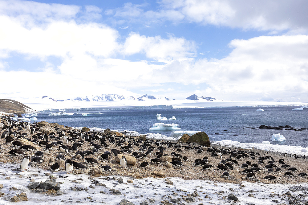 Adelie penguins (Pygoscelis adeliae), at their breeding colony at Brown Bluff, Antarctica, Polar Regions