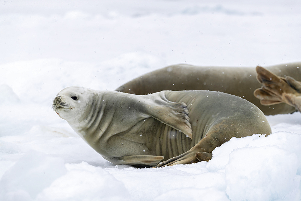 An adult crabeater seal (Lobodon carcinophaga), hauled out on the ice in Antarctic Sound, Weddell Sea, Antarctica, Polar Regions