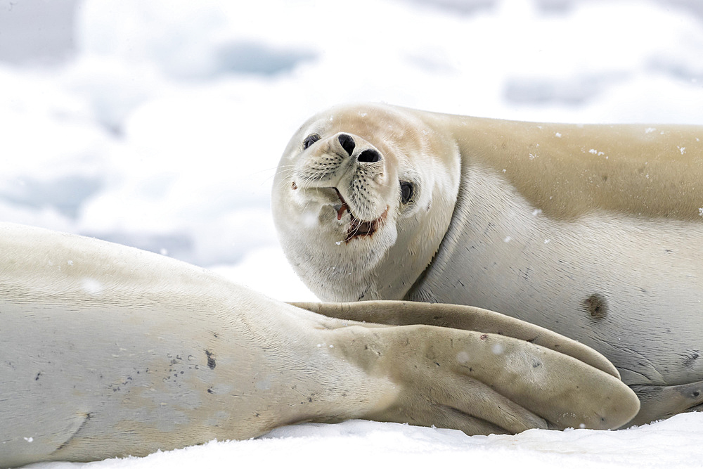 Adult crabeater seals (Lobodon carcinophaga), hauled out on the ice in Antarctic Sound, Weddell Sea, Antarctica, Polar Regions