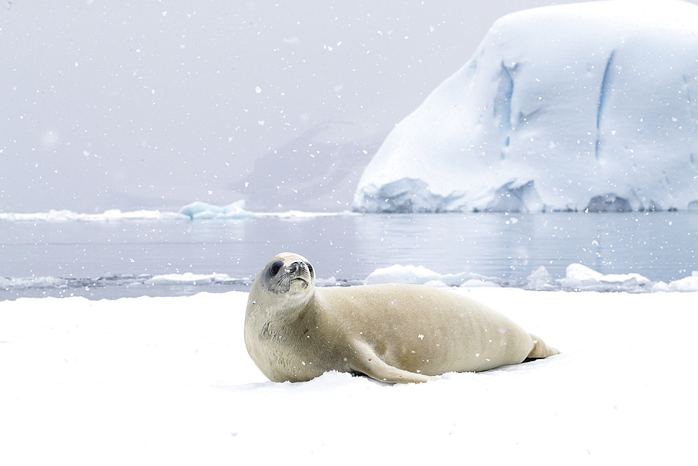 An adult crabeater seal (Lobodon carcinophaga), hauled out on the ice in Antarctic Sound, Weddell Sea, Antarctica, Polar Regions