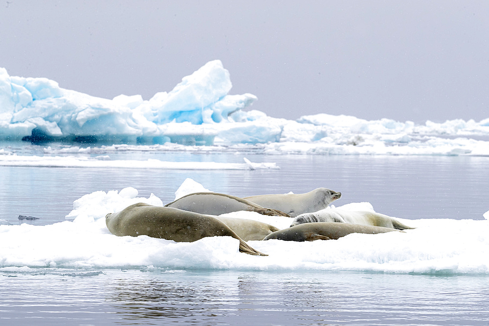 Adult crabeater seals (Lobodon carcinophaga), hauled out on the ice in Antarctic Sound, Weddell Sea, Antarctica, Polar Regions