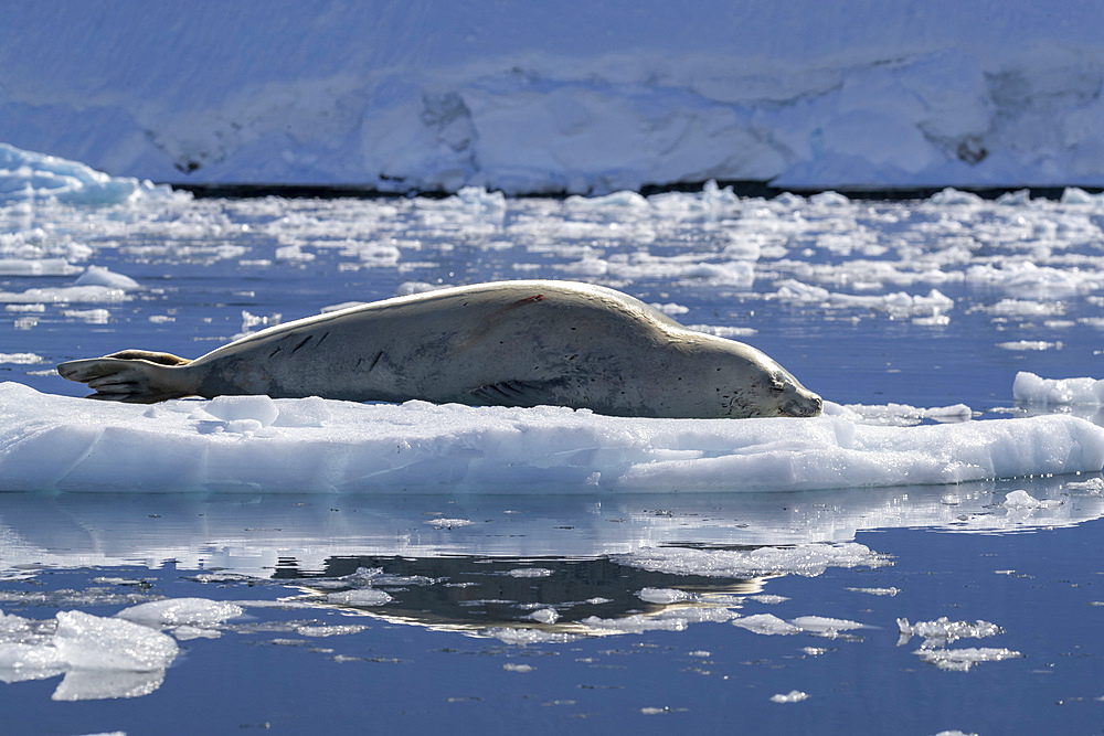 An adult crabeater seal (Lobodon carcinophaga), hauled out on the ice in Paradise Bay, Antarctica, Polar Regions