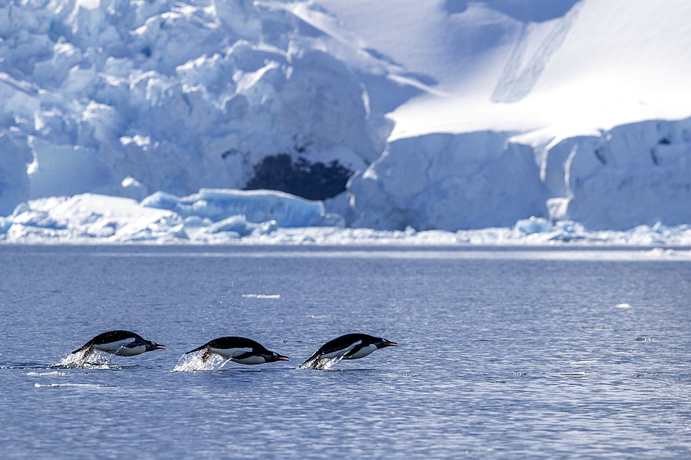 Adult gentoo penguins (Pygoscelis papua), porpoising in the sea to feed, Paradise Bay, Antarctica, Polar Regions