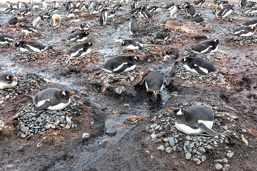 Adult gentoo penguins (Pygoscelis papua), on nests at Barrientos Island, South Shetland Islands, Antarctica, Polar Regions