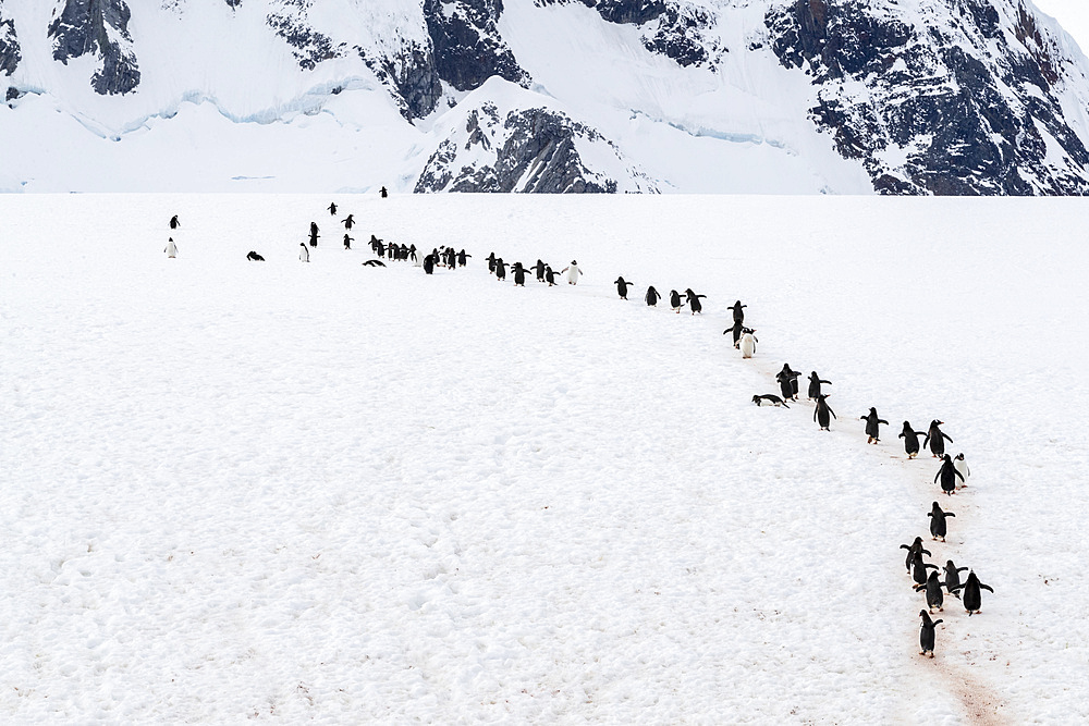 Adult gentoo penguins (Pygoscelis papua), walking on the penguin highway on Booth Island, Antarctica, Polar Regions