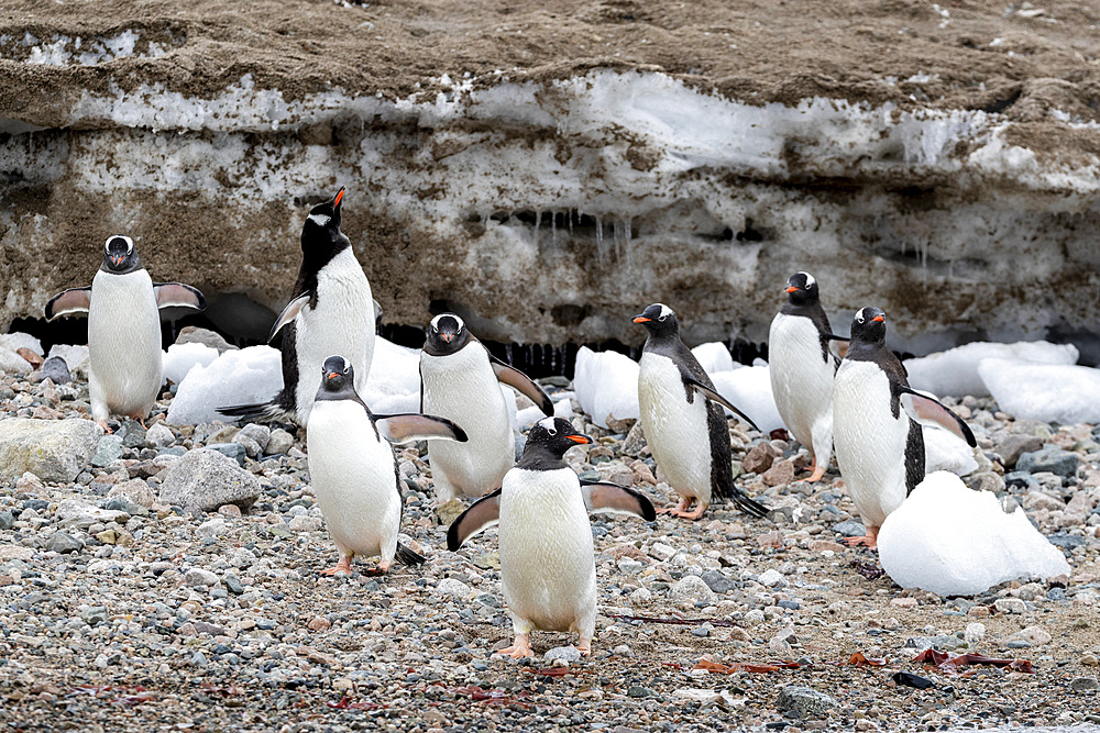 Adult gentoo penguins (Pygoscelis papua), walking on the beach in Neko Harbor, Antarctica, Polar Regions