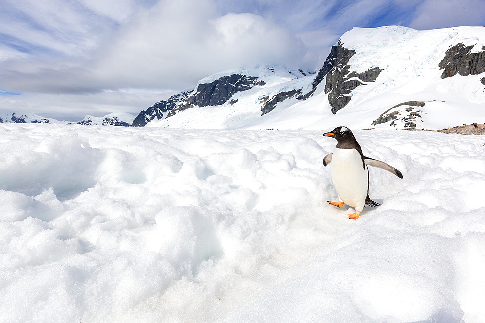 Adult gentoo penguin (Pygoscelis papua), walking on a penguin highway on Cuverville Island, Antarctica, Polar Regions