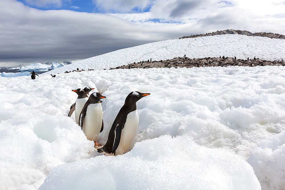 Adult gentoo penguins (Pygoscelis papua), walking on the penguin highway on Cuverville Island, Antarctica, Polar Regions