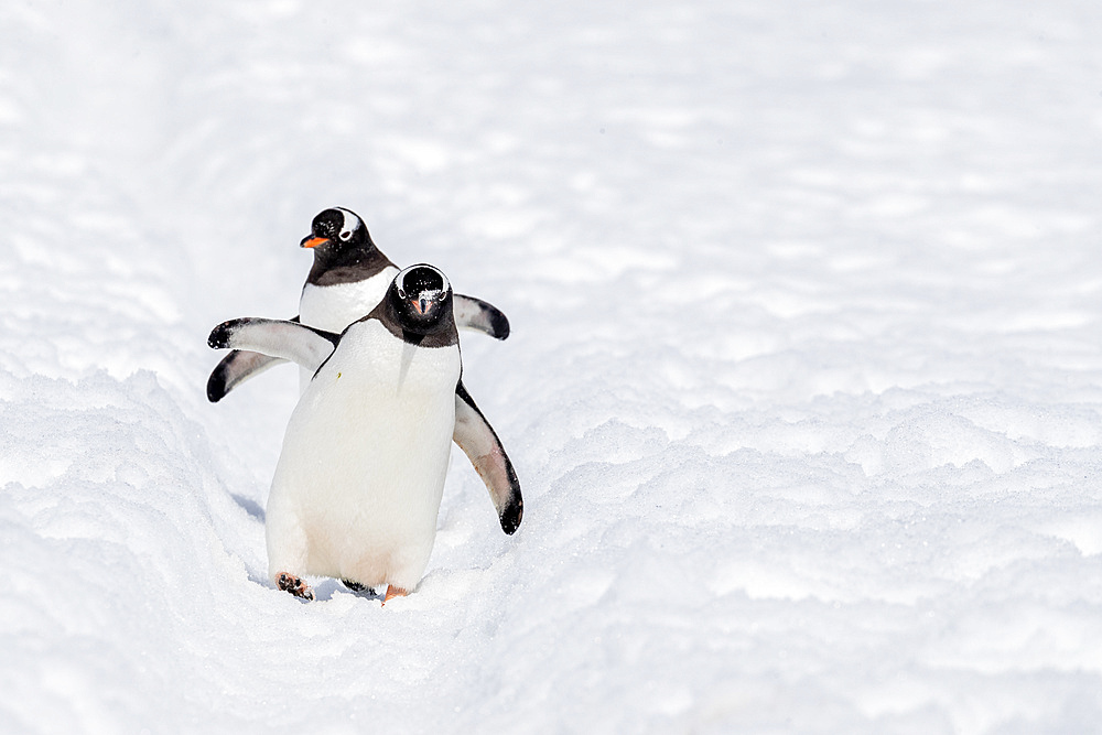 Adult gentoo penguins (Pygoscelis papua), walking on the penguin highway on Cuverville Island, Antarctica, Polar Regions