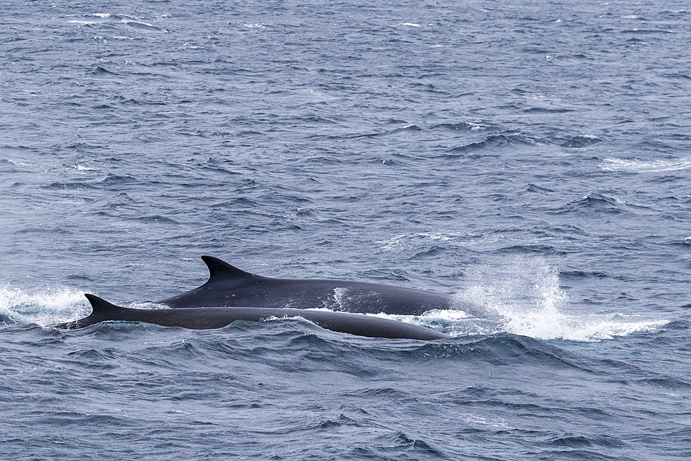 A pair of adult fin whales (Balaenoptera physalus), surfacing off Point Wild, Elephant Island, Antarctica, Polar Regions