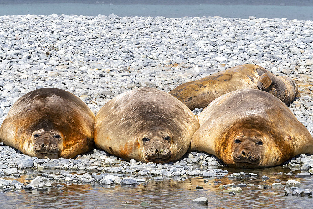 Adult male southern elephant seals (Mirounga leonina), hauled out on the beach at Robert Island, Antarctica, Polar Regions