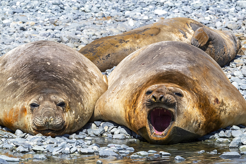 Adult male southern elephant seals (Mirounga leonina), hauled out on the beach at Robert Island, Antarctica, Polar Regions