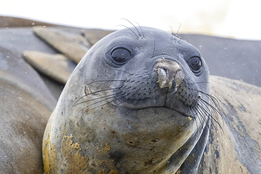 Adult southern elephant seals (Mirounga leonina), hauled out on the beach at Coronation Island, Antarctica, Polar Regions