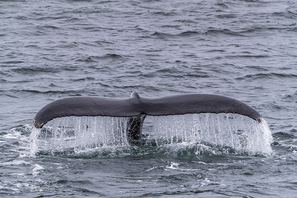 An adult humpback whale (Megaptera novaeangliae), flukes-up dive in Dallmann Bay, Antarctica, Polar Regions