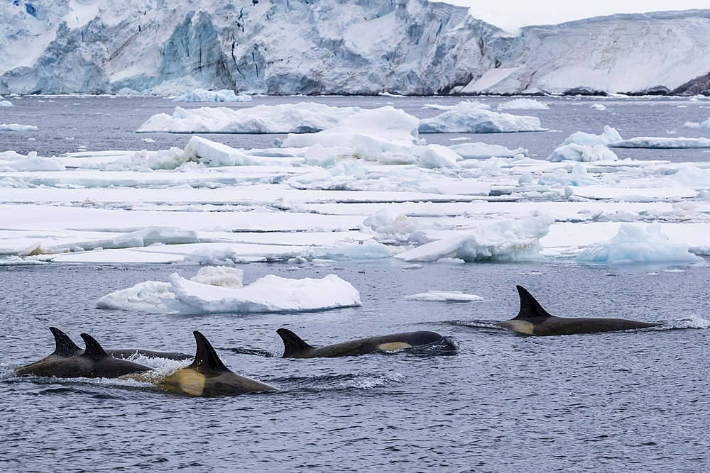 Ecotype Big B killer whales (Orcinus orca), surfacing amongst ice floes in the Lemaire Channel, Antarctica, Polar Regions