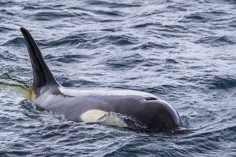 Ecotype Little B killer whale (Orcinus orca), surfacing in the Gerlache Strait, Antarctica, Polar Regions