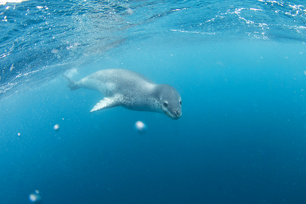 A curious adult leopard seal (Hydrurga leptonyx), underwater near Coronation Island, Antarctica, Polar Regions