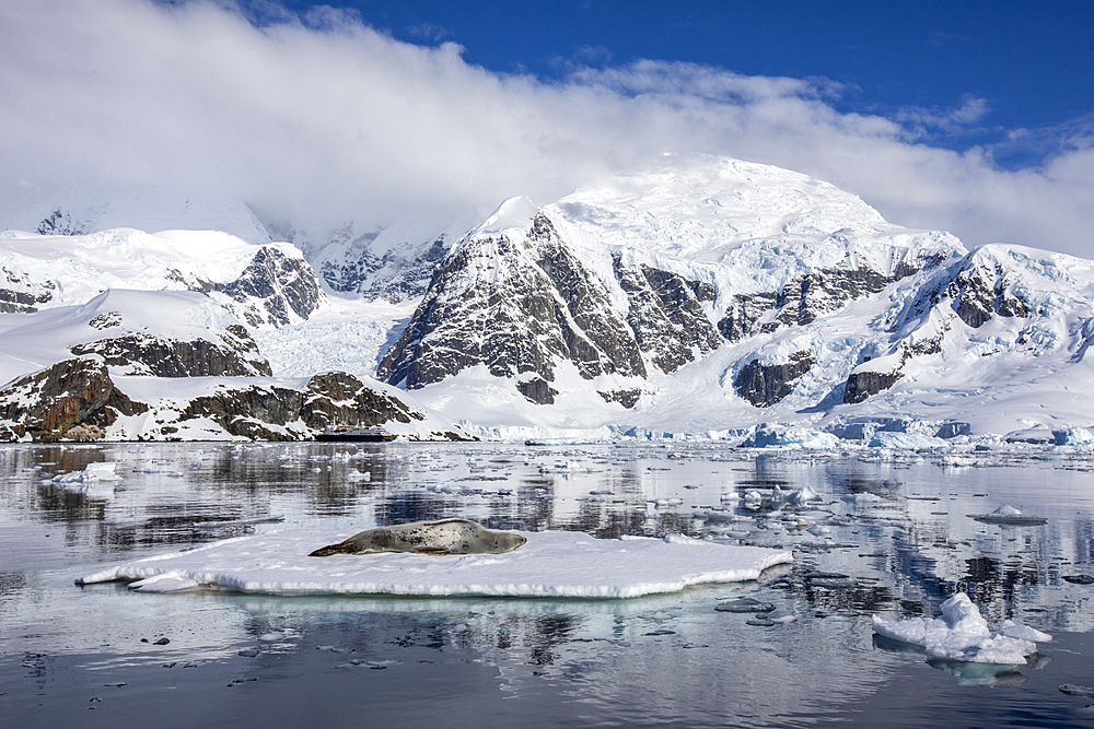 An adult leopard seal (Hydrurga leptonyx), hauled out on an ice floe in Paradise Bay, Antarctica, Polar Regions