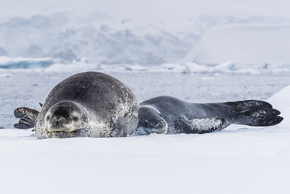 A mother leopard seal (Hydrurga leptonyx), hauled out on ice floe with her newborn pup, Paradise Bay, Antarctica, Polar Regions