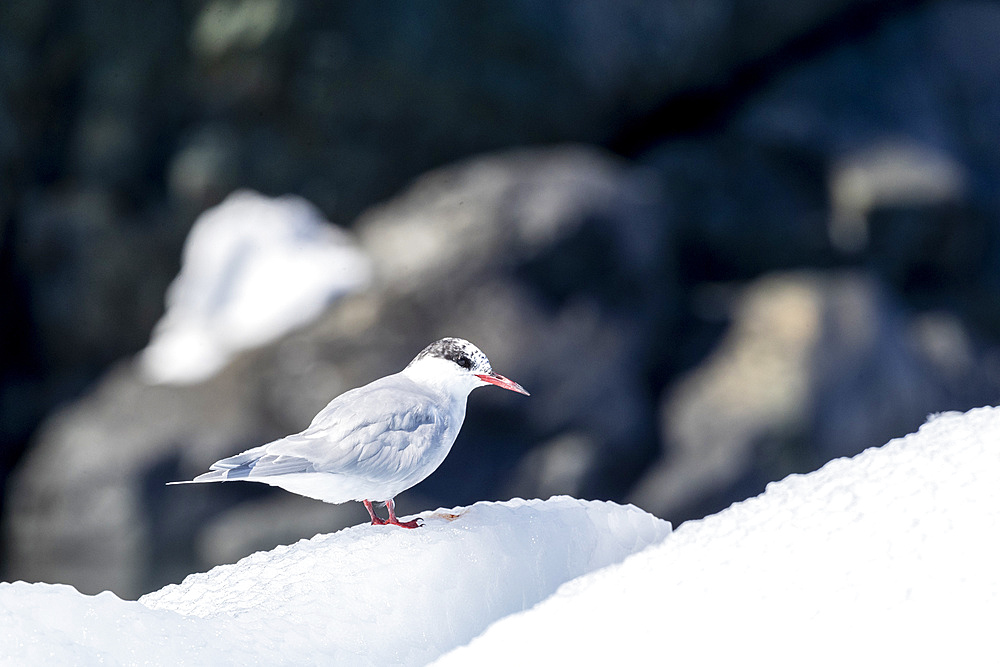 Adult, non-breeding Arctic tern (Sterna paradisaea) on ice in Paradise Bay, Antarctica, Polar Regions