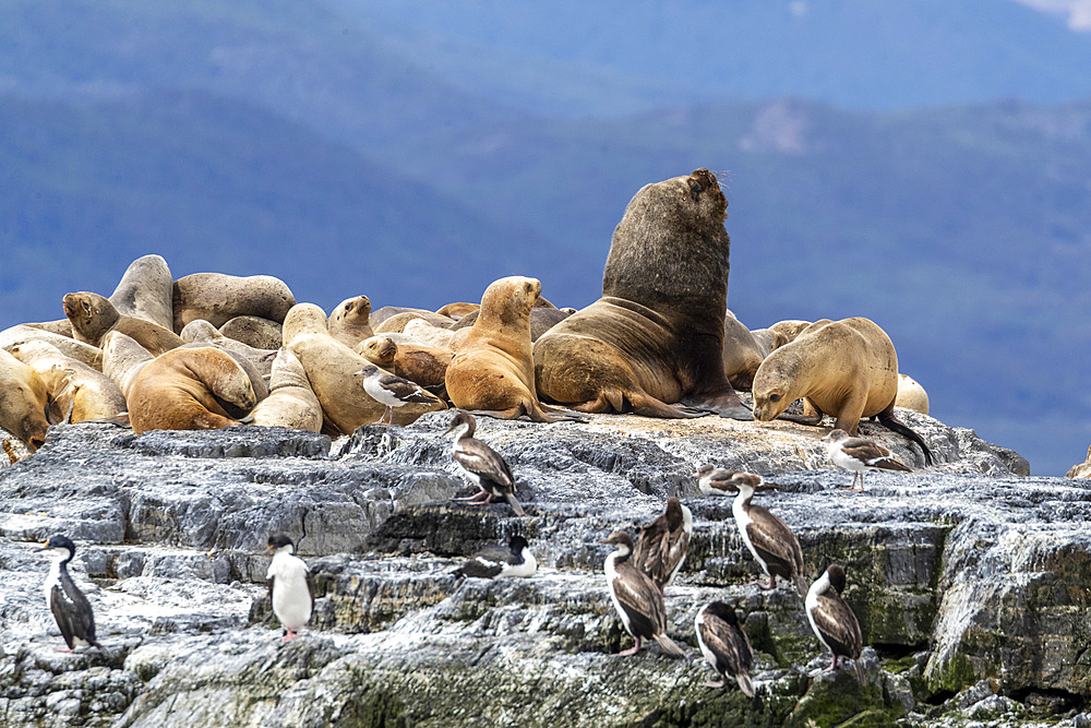 An adult male South American sea lion (Otaria flavescens), resting amongst adult females near Ushuaia, Argentina, South America