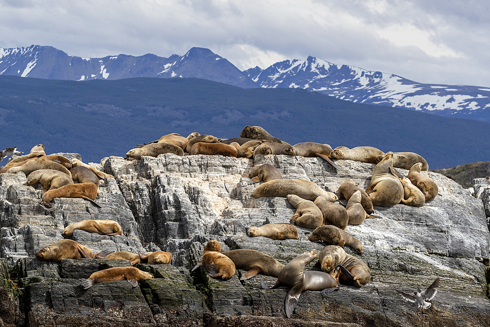 An adult male South American sea lion (Otaria flavescens), resting amongst adult females near Ushuaia, Argentina, South America