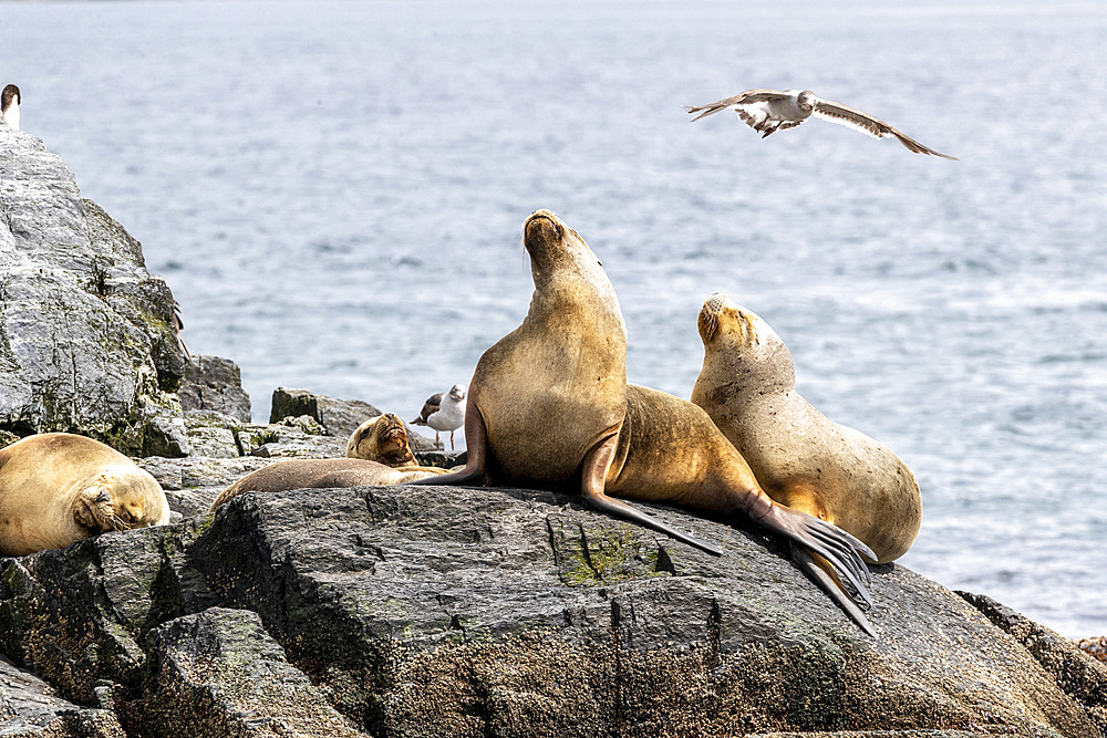 Adult female South American sea lions (Otaria flavescens) hauled out on a small islet near Ushuaia, Argentina, South America