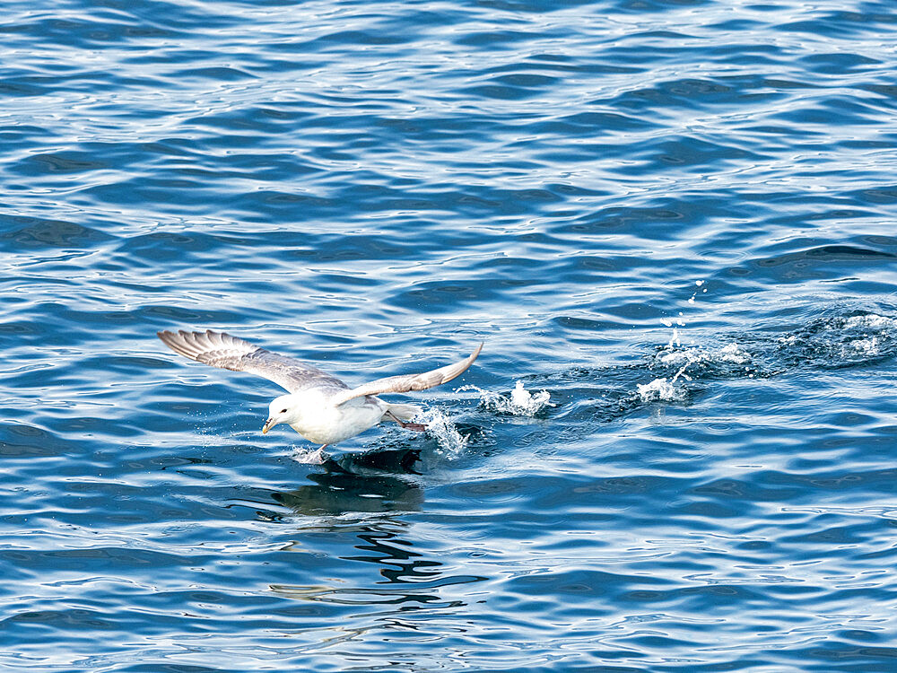 An adult northern fulmar (Fulmarus glacialis), taking flight off the east coast of Greenland, Polar Regions