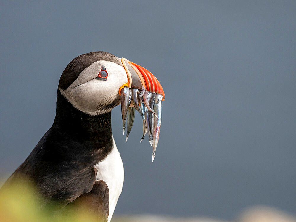 Adult Atlantic puffin (Fratercula arctica), returning to the nest site with fish (sand eels) for its chick on Grimsey Island, Iceland, Polar Regions