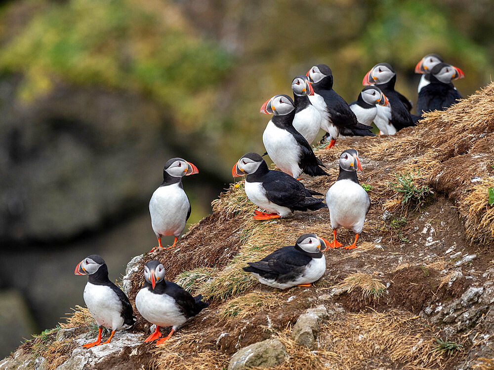 Adult Atlantic puffins (Fratercula arctica), gathering above the nest site on Grimsey Island, Iceland, Polar Regions