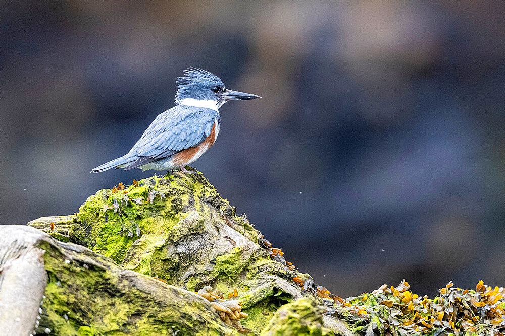 An adult female belted kingfisher (Megaceryle alcyon), Misty Fjords National Monument, Southeast Alaska, United States of America, North America